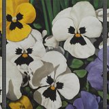 Stiefmütterchen Triptychon 180 x 90 cm