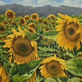 Sonnenblumenfeld 50 x 40 cm