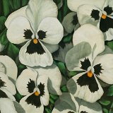 Stiefmütterchen 80 x 70 cm