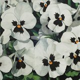 Stiefmütterchen 100 x 80 cm