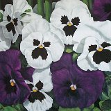 Stiefmütterchen 100 x 80 cm