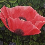 Mohn 100 x 90 cm