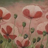 Mohn Triptychon 320 x 80 cm
