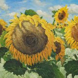 Stiefmütterchen 80 x 70 cm