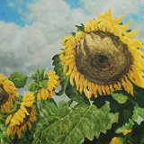 Stiefmütterchen 80 x 70 cm