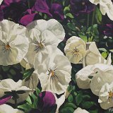 Stiefmütterchen 100 x 80 cm