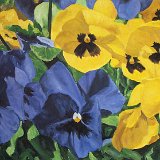 Stiefmütterchen 80 x 70 cm