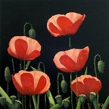 Mohn 90 x 90 cm