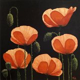 Mohn 80 x 80 cm