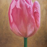 Rose rosa 50 x 100 cm