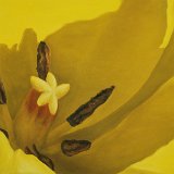 Tulpenblüte 90 x 60 cm