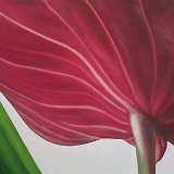 Anthurie 90 x 60 cm