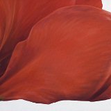 Amaryllis 90 x 60 cm