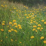 Blumenwiese 80 x 60 cm