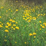 Blumenwiese 120 x 70 cm